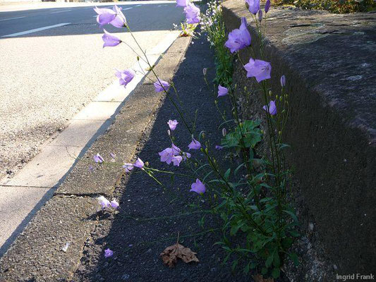 Campanula rotundifolia - Rundblättrige Glockenblume    VI-IX