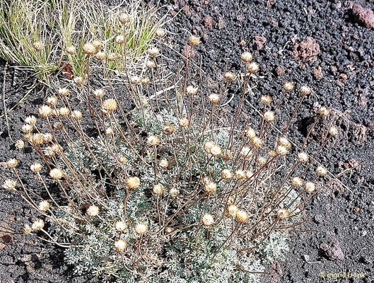 Anthemis aetnensis / Ätna-Hundskamille (28.09.2025; Ätna)  