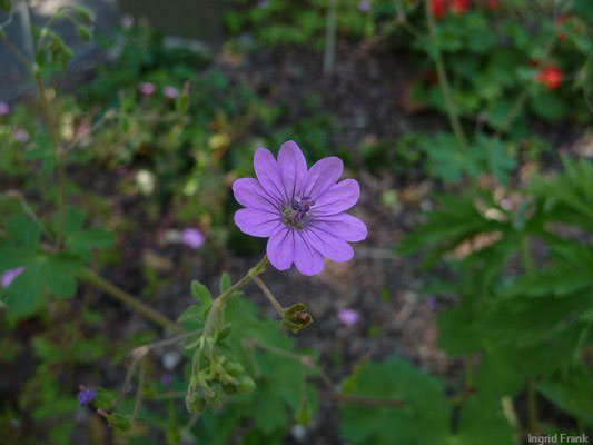 Erodium moschatum / Moschus-Reihersschnabel (Botanischer Garten Leipzig)    V-VI