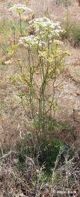 Peucedanum oreoselinum / Berg-Haarstrang 