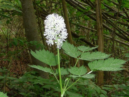 Actaea spicata / Christophskraut
