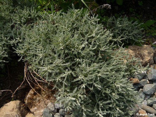 Santolina chamaecyparissus / Heiligenblume (27.05.2012; Lindenhof Salem; Kräutergarten)