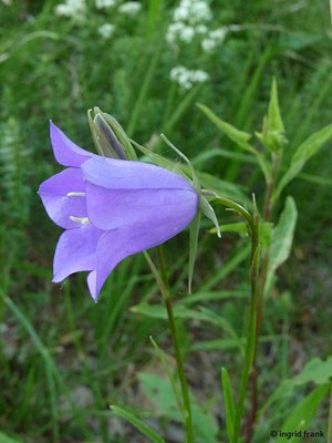 Campanula persicifolia - Pfirsichblättrige Glockenblume    VI-VII(-IX)