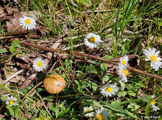 Bellis perennis / Ausdauerndes Gänseblümchen  (10.05.2025; Heidelberg, Königstuhl)