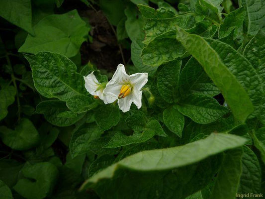 Solanum tuberosum / Kartoffel    VII-X