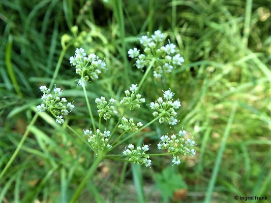 Pimpinella saxifraga - Kleine Pimpinelle