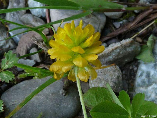  Trifolium aureum / Gold-Klee    VI-VII