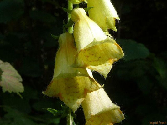Digitalis grandiflora / Großblütiger Fingerhut