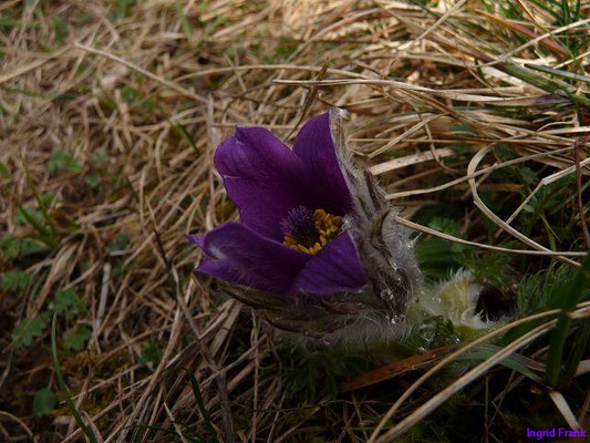 Pulsatilla vulgaris - Gewöhnliche Küchenschelle