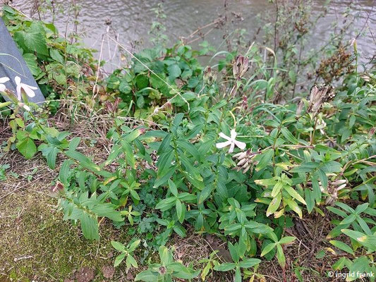 Saponaria officinalis / Echtes Seifenkraut
