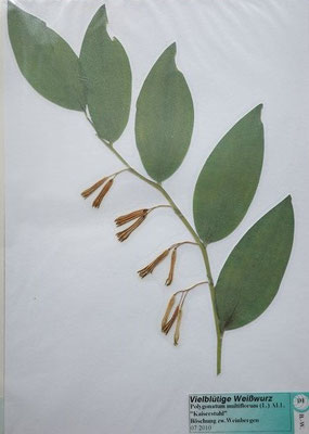 Polygonatum multiflorum / Vielblütige Weußwurz  (07/2010; Böschung zwischen Weinbergen)  (Herbarium Dr. Wolf v. Thun)