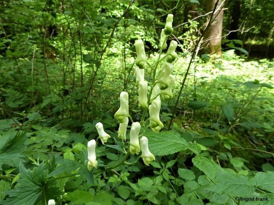 Aconitum lycoctonum / Wolfs-Eisenhut