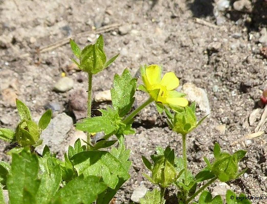 Potentilla norvegica - Norwegisches Fingerkraut  VI-IX (20.06.2022; Botanischer Garten der Universität Konstanz)