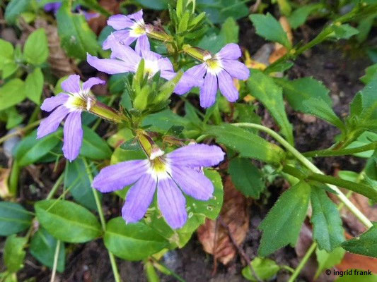 Scaevola aemula - Blaue Fächerblume