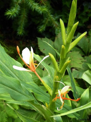 Hedychium spicatum / Schmetterlings-Ingwer   (30.07.2022; Botanischer Garten der Universität Basel)