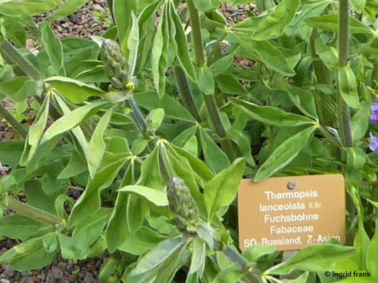 Thermopsis lanceolata / Fuchsbohne (19.04.2019; Botanischer Garten der Univerität Basel)
