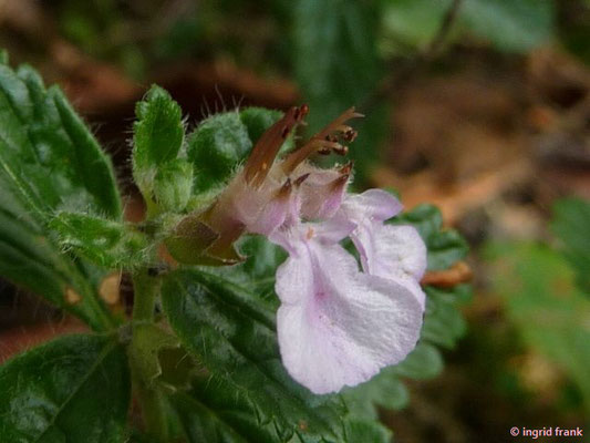 Edel-Gamander - Teucrium chamaedrys 