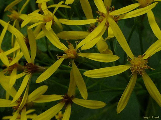 Senecio ovatus / Fuchssches Greiskraut    VII-IX