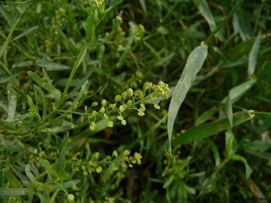 Lepidium neglectum / Verkannte Kresse    V-VIII