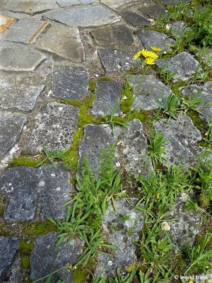 Pilosella piloselloides / Florentiner Mausohrhabichtskraut    V-VI