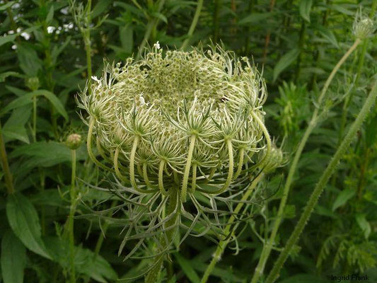 Daucus spec. (22 Arten)