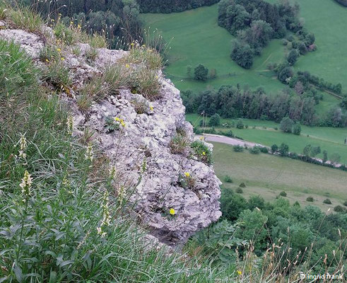 Stachys recta/ Aufrechter Ziest  (06.06.2025; Auf dem Eckfelsen bei Bad Ditzenbach im oberen Filstal)