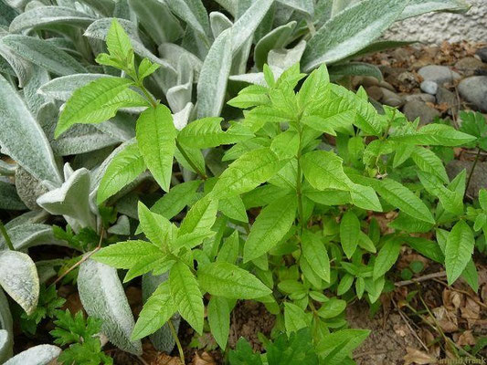 Aloysia citriodora - Zitronenverbene