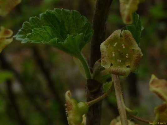 20.04.2010-Ribes rubrum - Rote Johannisbeere