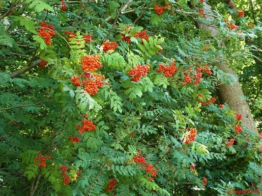 Sorbus aucuparia / Eberesche, Vogelbeerbaum