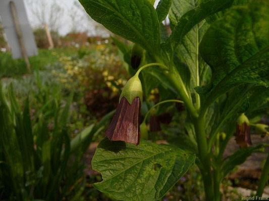 Scopolia carniolica - Tollkraut, Glockenbilsenkraut