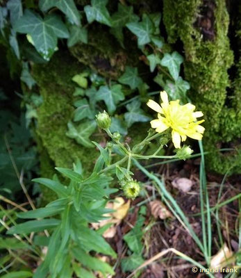 Hieracium umbellatum / Doldiges Habichtskraut