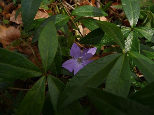 Vinca minor - Kleines Immergrün