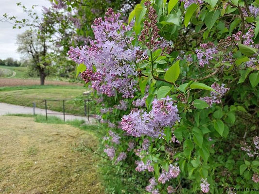 Syringa spec. (20 Arten)