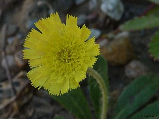 Hieracium pilosella - Kleines Habichtskraut, Mausohr