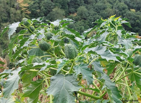 Datura stramonium / Weißer Stechapfel  (17.09.2025; Ahrtal bei Dernau)