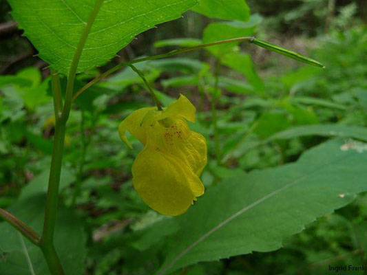 Impatiens noli-tangere / Rühr-mich-nicht-an