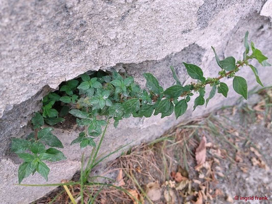 Parietaria judaica / Ausgebreitetes Glaskraut