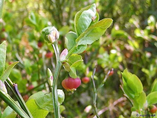 Vaccinium myrtillus / Heidelbeere, Blaubeere