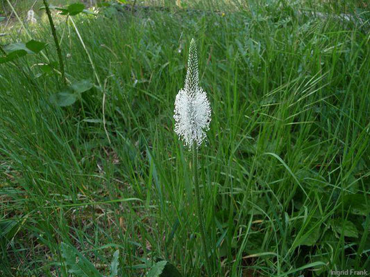 Plantago media / Mittlerer Wegerich    V-IX