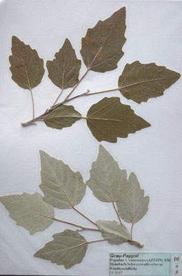 Populus x canescens / Grau-Pappel   III-IV      (Herbarium Dr. Wolf von Thun)