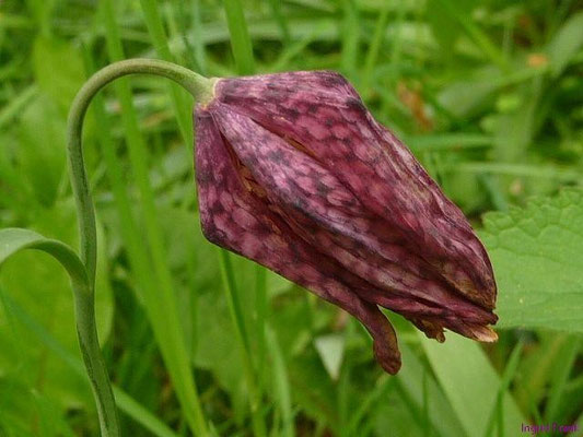 Fritillaria meleagris / Schachbrettblume
