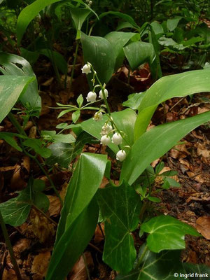 Convallaria majalis / Maiglöckchen   (16.05.2016; Wald oberhalb von Sipplingen)