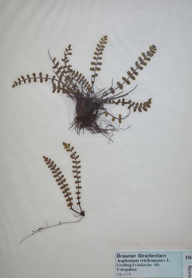08/1968; Greding, Fränkische Alb