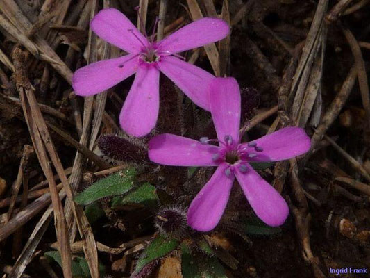 Saponaria ocymoides / Rotes Seifenkraut  IV-X