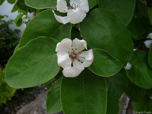 Cydonia oblonga