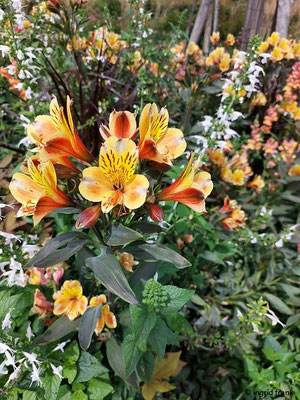 Alstroemeria aurea / Goldene Inkalilie