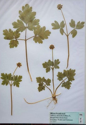 Adoxa moschatellina / Moschuskraut   (03/2007; Riegel, Oberrheinebene)   (Herbarium Dr. Wolf von Thun)