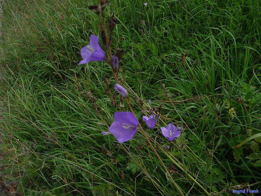 Campanula persicifolia / Pfirsichblättrige Glockenblume  (20.08.2011;  Donautal bei Fridingen)