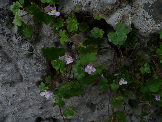 Cymbalaria muralis / Mauer-Zimbelkraut    (20.06.2010; Mauer am Bodenseeufer in Wasserburg)