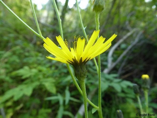 Hieracium sabaudum / Savoyer Habichtskraut
